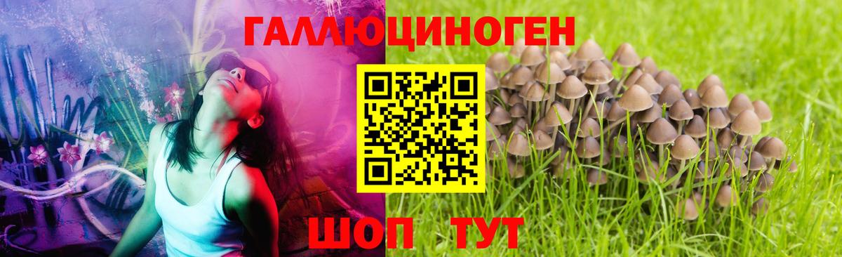 Норильск  Галлюциногенные грибы Psilocybine cubensis  Вход с VPN 